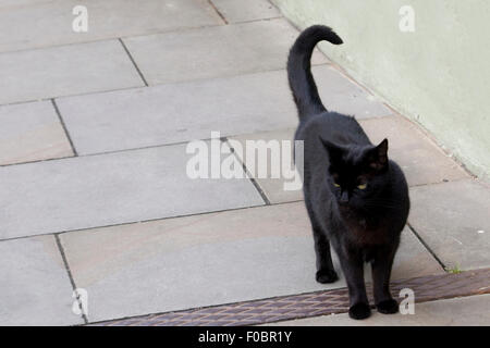 Black Cat stehend auf einem Pflaster Stockfoto