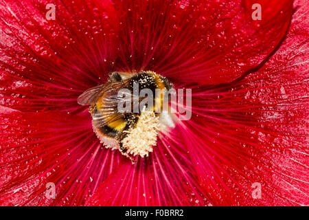 Große Erde Hummel (Bombus Terrestris), bedeckt mit Pollen in der Blüte einer roten gemeinsame Stockrose (Alcea Rosea) Stockfoto