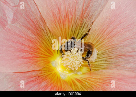 Große Erde Hummel (Bombus Terrestris), bedeckt mit Pollen in der Blüte ein rosa gemeinsame Stockrose (Alcea Rosea) Stockfoto