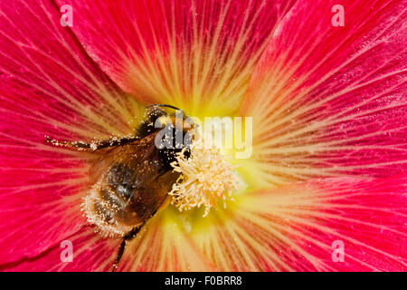 Große Masse Hummel (bombus terrestris), bedeckt mit Pollen, in der Blume eines rosa-roten gemeinsame Malve (Alcea rosea) Stockfoto