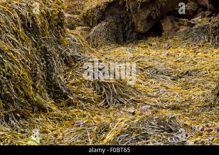 Seetang bedeckt Felsen auf der atlantischen Küste der Bretagne, Frankreich Stockfoto