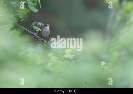 Nachtigall (Luscinia Megarhynchos) am Rande eines Busches, Monfrague Nationalpark, Extremadura, Spanien. Stockfoto