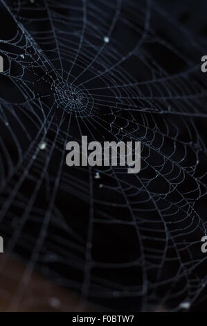 Spinne Spinnennetz Closeup mit Morgentau vor einem dunklen Hintergrund Stockfoto