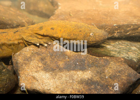 Nahaufnahme von n östlichen Schlammteufel im Fluss rockt - Cryptobranchus Alleganiensis Stockfoto