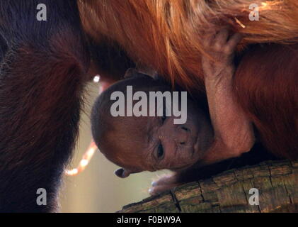 Baby-venezolanischen rote Brüllaffen (Alouatta Seniculus), nur wenige Stunden alt, klammerte sich an seiner Mutter Brust Stockfoto