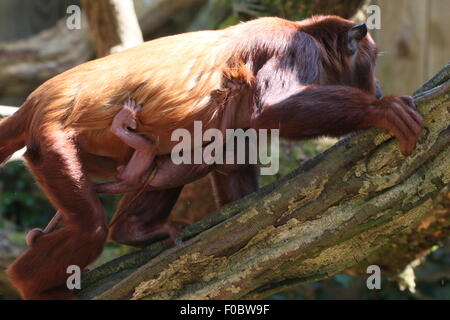 Reife Frauen venezolanischen rote Brüllaffen (Alouatta Seniculus) mit ihrem Neugeborenen Baby, nur wenige Stunden alt, klammerte sich an ihrer Brust Stockfoto