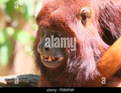 Knurrend Reife alpha männliche venezolanischen rote Brüllaffen (Alouatta Seniculus) entblößt seine Zähne Stockfoto