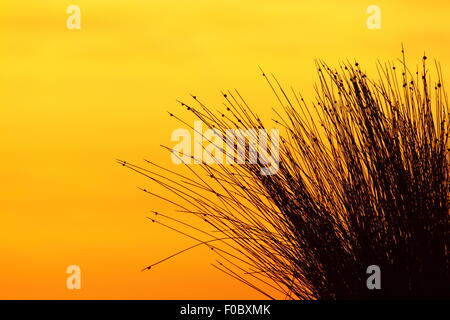 Ficinia Nodosa, eine Pflanze Küstendüne Silhouette gegen eine Goldene Morgendämmerung am Depot Beach, New South Wales, Australien. Stockfoto