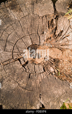 Ein Querschnitt durch den Stamm eines alten Baumes Stockfoto