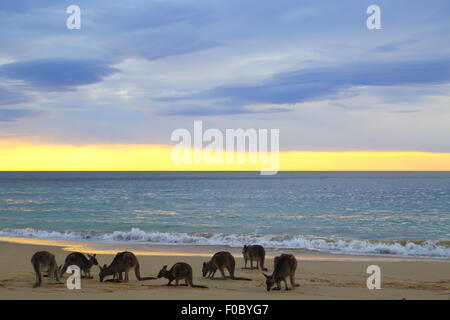 Kängurus am Strand bei Sonnenaufgang am Depot Strand im Murramarang National Park, New-South.Wales, Australien. Stockfoto