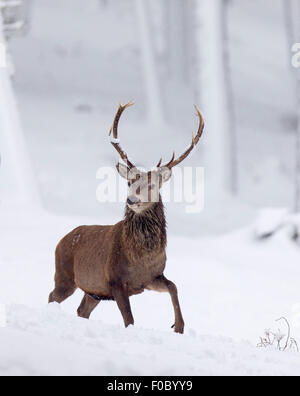 Rothirsch (Cervus Elaphus) Hirsch im verschneiten Wald im winter Stockfoto