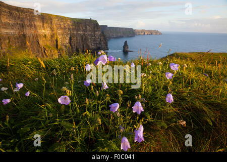 Cliffs Of Moher mit Glockenblume, wilde irische glockenförmigen Blüten. Stockfoto
