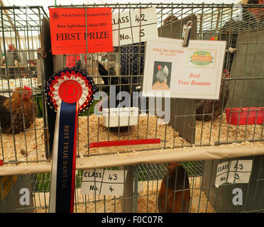 Geflügel wird an begraben Agricultural Show in Lancashire, England, zeigen ersten Preis für beste wahre Bantam gezeigt. Stockfoto