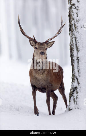 Rothirsch (Cervus Elaphus) Hirsch im verschneiten Wald im winter Stockfoto