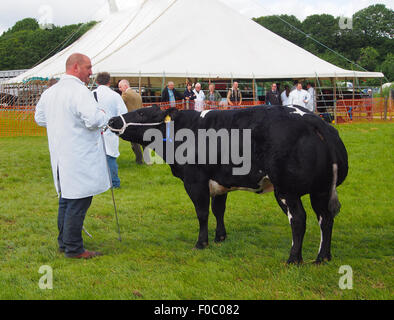 Britische Blue Bull auf Agricultural Show Bury, Lancashire, England gezeigt werden. Stockfoto