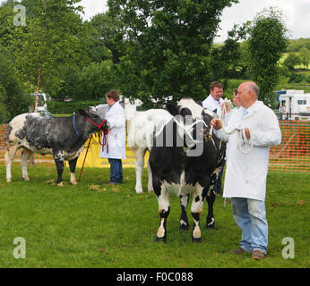 Britische Blue Bulls auf Agricultural Show Bury, Lancashire, England gezeigt werden. Stockfoto