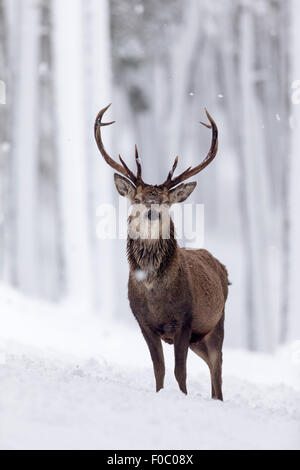 Rothirsch (Cervus Elaphus) Hirsch im verschneiten Wald im winter Stockfoto