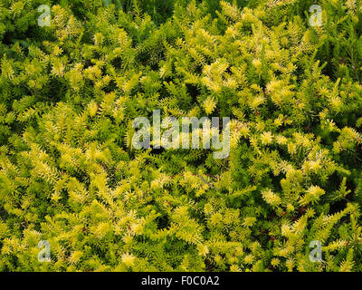 Heidekraut (Erica Golden Starlet) Stockfoto