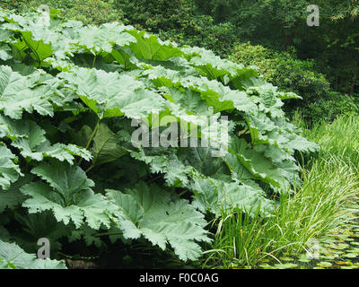 Gunnera Manicata (Trivialname Riesen Rhabarber) wachsen an der Seite eines Flusses im Sommer in Cheshire, England, UK. Stockfoto