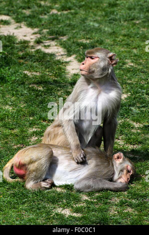 Rhesus-Makaken Affen Macaca Mulatta Pflege Heidelberg Zoo Deutschland Stockfoto