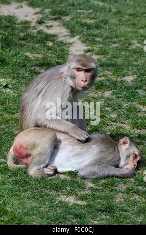 Rhesus-Makaken Affen Macaca Mulatta Pflege Heidelberg Zoo Deutschland Stockfoto