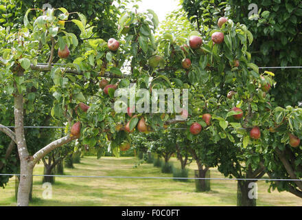 Neuem ausgebildete Birne (Sorte Margueritte Morillat) wächst in einem Obstgarten in Cheshire, England. Stockfoto