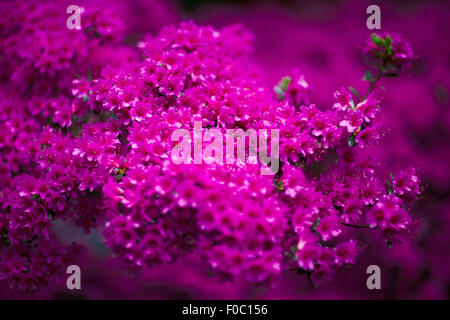 Nahaufnahme von Rosa Azalee Blumen blühen im park Stockfoto