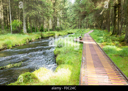 Der Severn Weg Fußweg entlang des Flusses Severn in der Nähe von seiner Quelle in Hafren Wald Stockfoto