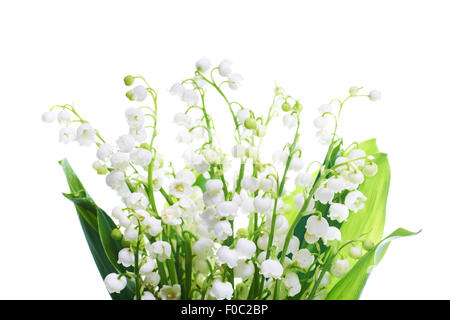 Weiße Blumen Lilien des Tales isoliert auf weißem Hintergrund Stockfoto