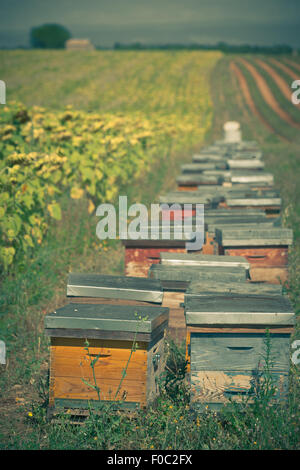 Bienenstöcke auf dem Sonnenblumenfeld in der Provence, Frankreich. Gefilterte Schuss Stockfoto