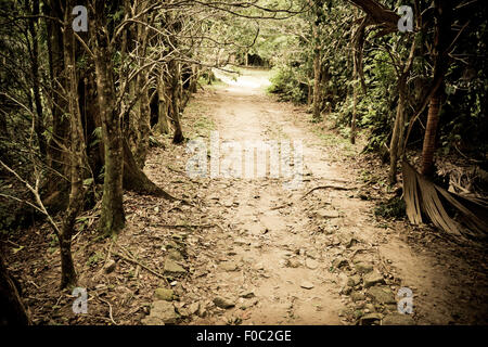 Geheimnis Weg werfen den Wald. Tropenwald-tunnel Stockfoto