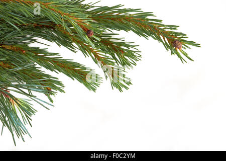 Isolierte Weihnachtsbaum Zweig isoliert auf einem weißen Hintergrund. Stockfoto