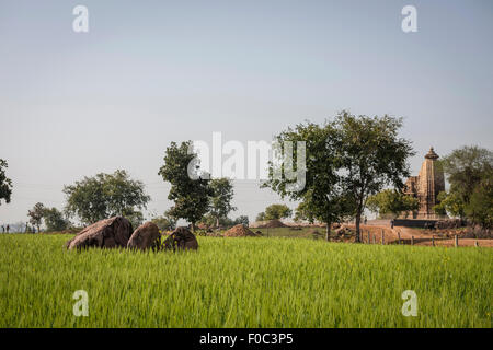 Große Felsen in ein Getreide-Feld in der Nähe von alten Hindu-Tempel von Khajuraho, Madhya Pradesh, Indien Stockfoto