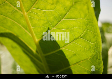 Tabakblatt im Feld, Lancaster County, PA, USA Stockfoto