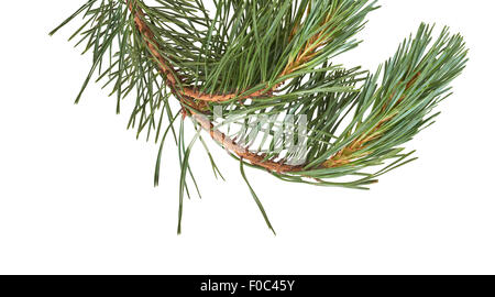 Isolierte Weihnachtsbaum Zweig isoliert auf einem weißen Hintergrund. Stockfoto