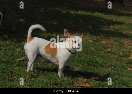 Herz Form Patch Chihuahua weißen braunen Welpen Hund in Lodi Garten, Delhi, Indien Stockfoto