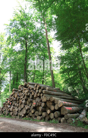 Buche-Holzstapel in einem Wald in der Nähe der Stadt von Holzen, untere Sachsen, Deutschland, Europa Stockfoto