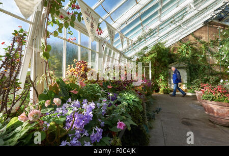 Pflanzen in einem Wintergarten, Gewächshaus in Wallington Hausgärten in North East England, UK. Stockfoto
