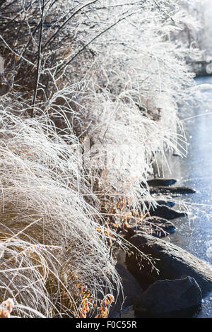 Frost-Heu in der Morgensonne Stockfoto