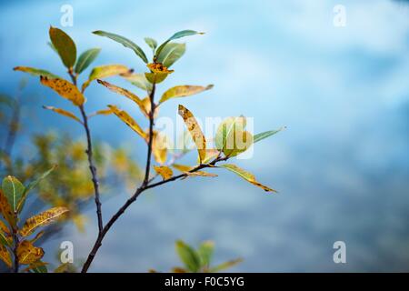 Nahaufnahme von fading Herbstlaub auf Zweig Stockfoto