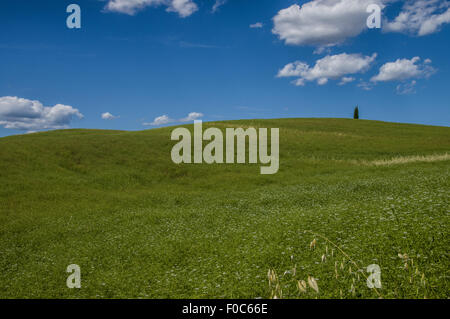 Einsamer Baum in Val d ' Orcia, Tuscany Stockfoto
