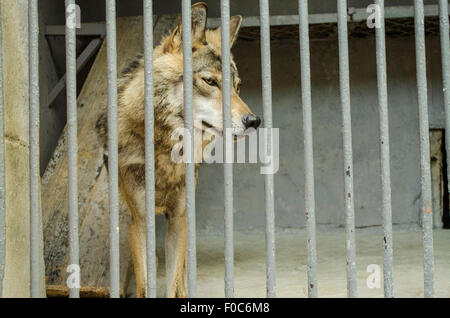 Junge, der Wolf hinter Gittern in einem Käfig Stockfoto