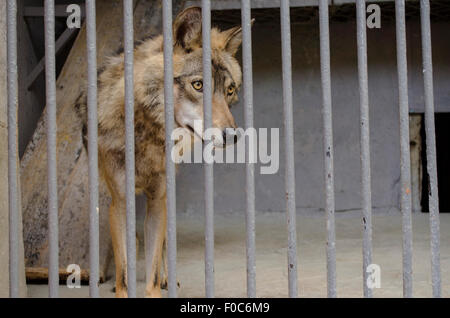 Junge, der Wolf in einem Käfig hinter Gittern Stockfoto