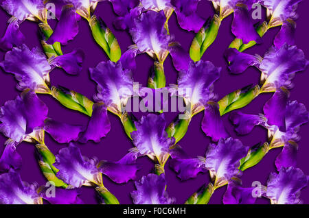 Muster mit lila Iris Blumen auf lila Hintergrund Stockfoto