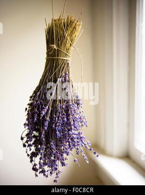 Reihe von frischem Lavendel baumelt Fensterplatz Stockfoto