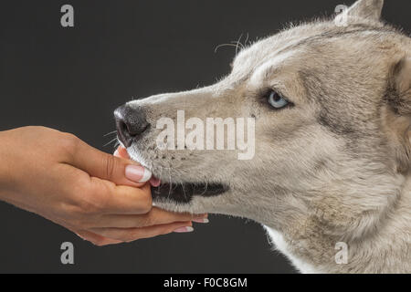 Nahaufnahme von Frau Fütterung Siberian Husky über grauen Hintergrund Stockfoto