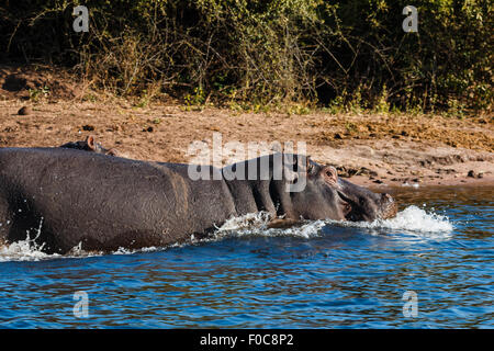 Nahaufnahme von Nilpferde laufen ins Wasser noch nicht genug in der Nacht gegessen. Chobe Fluss, Botswana, Afrika. Stockfoto