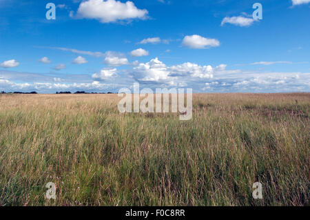 Salzwiese; Boehl; Sankt Peter-Ording; Stockfoto