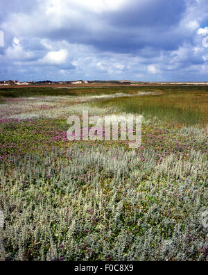 Besuchsjubiläum, texel Stockfoto