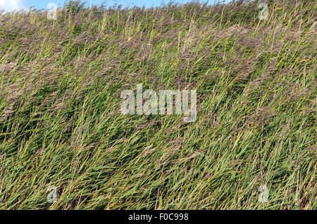 Salzwiese; Boehl; Sankt Peter-Ording; Stockfoto